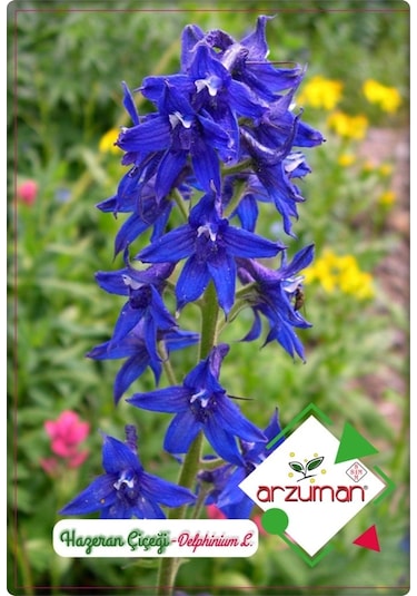 Hazeran Çiçeği Tohumu 30 Adet Saray Çiçeği 4 Al 3 Öde