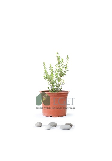 Eget İzmir Bilyalı Kekik Origanum Onites