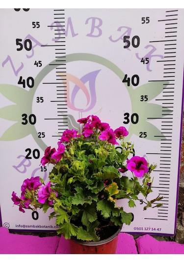 Mor Alacalı Ceylangözü Sardunya Pelargonium Domesticum - Renkli Süs Bitkisi