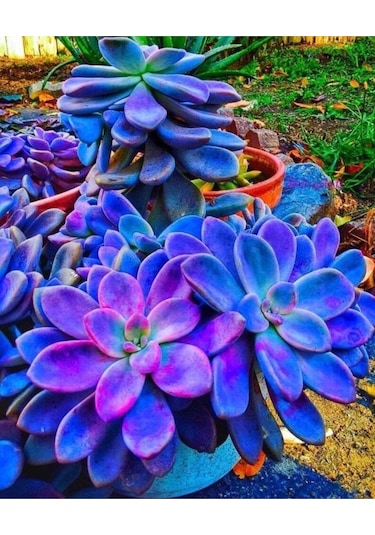 10 Adet Colorful Succulent Varity Tohumu