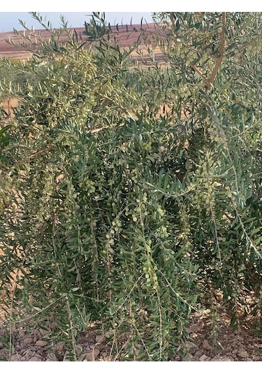 Nikah Düğün Organizasyon İçin Hediyelik Paper Potta Bodur Zeytin Fidanı 75 Adet