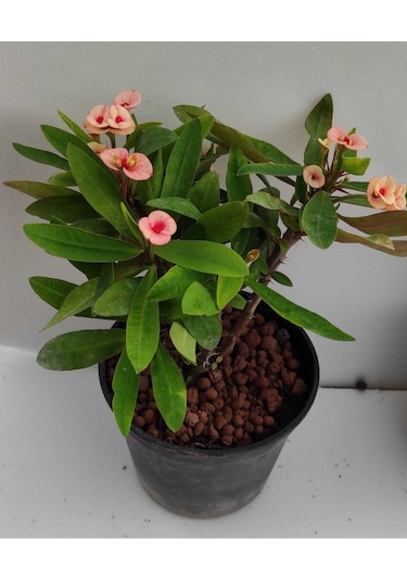 Videolu Milli Dikenler Tacı 32 45 Cm Saksılı Euphorbia
