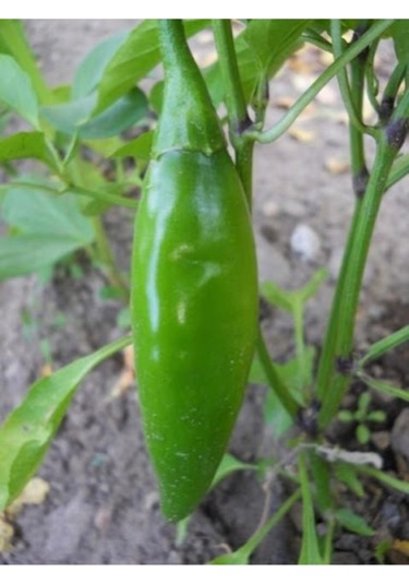 Eko Paket Balık Biberi Tohumu Acı Balık Biber Tohumu 150 Adet Tohum