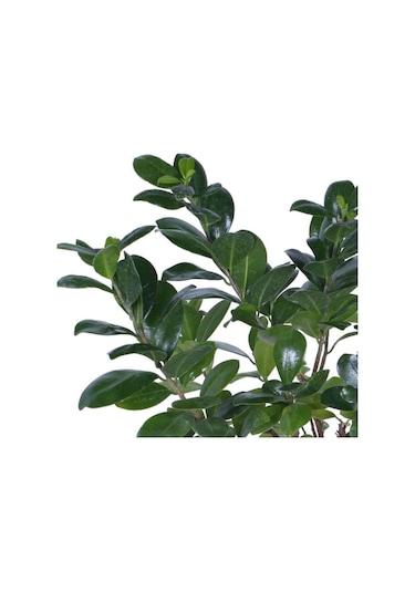 Ginseng Bonsai, Büyük Yaş - Ficus Microcarpa - Bitki Boyu 40-60 Cm