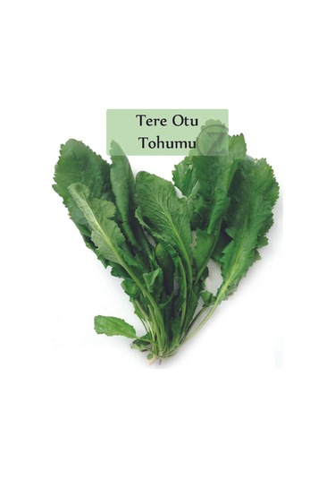 Tere Tohumu Zeybek 500 Gr