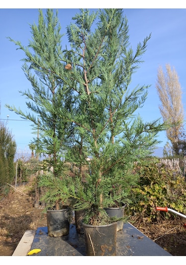 Leylandi, Çit Çamı 100-130 Cm. Boyunda, 2 Litre Saksıda