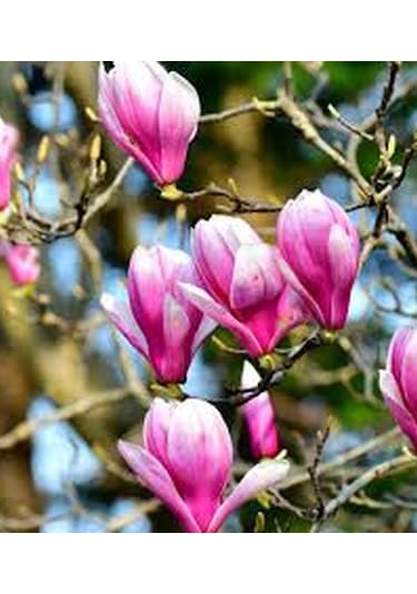 Manolya Yaprak Döken Manolya Tüplü 150-180 Cm Bulunan Fidan