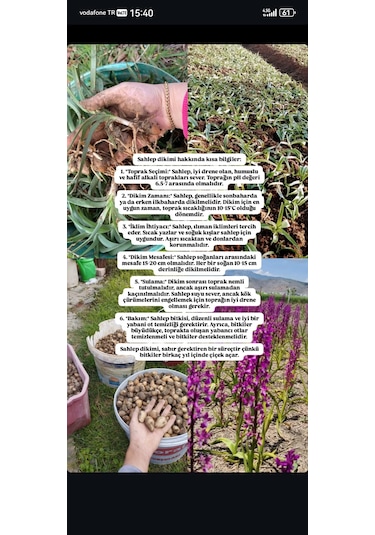 Dogal Salep Fidanı 25 Adet