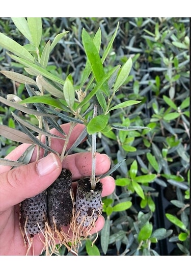 Nikah Düğün Organizasyon İçin Hediyelik Paper Potta Bodur Zeytin Fidanı 75 Adet