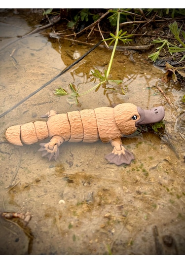 Ornitorenk Oyuncak 3d Hareketli Organik Vip Model- Büyük Boy