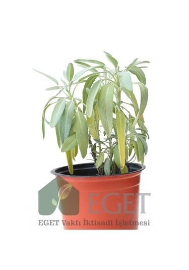 Tıbbi Adaçayı Salvia Officinalis