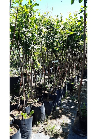 3 Yaş Aşılı Ekşi Kara urmu Dut