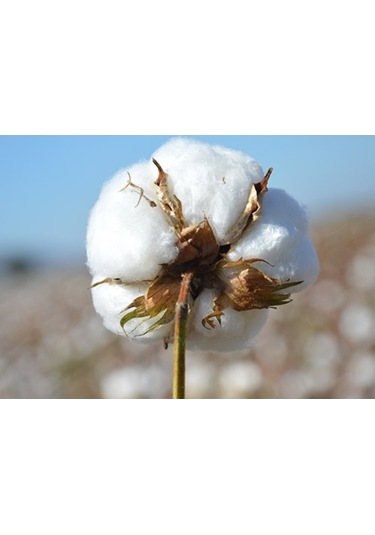 Karı Koca Yastığı Pamuklu Uzun Yastık 50 x 130 CM