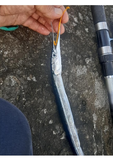 Arhavi Metaksi Zargana Ipeği 1 Paket( 5 Adet)