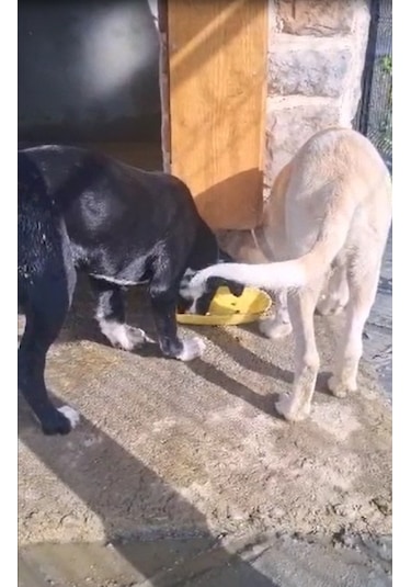 3e Tasarım Otomatik Köpek Mama Makinesi