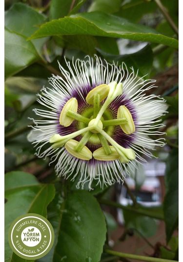 Geleneksel Tıbbın Sakinlik İksiri Çarkıfelek Burgu Otu, Fırıldak Otu Passiflora İncarnata 80gr.