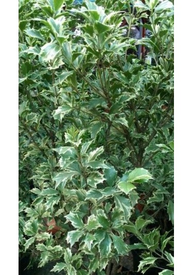 Alacalı Osmantus Ağacı Saksılı 1-2 Yaş Arası, Şifalı Ve Kokulu