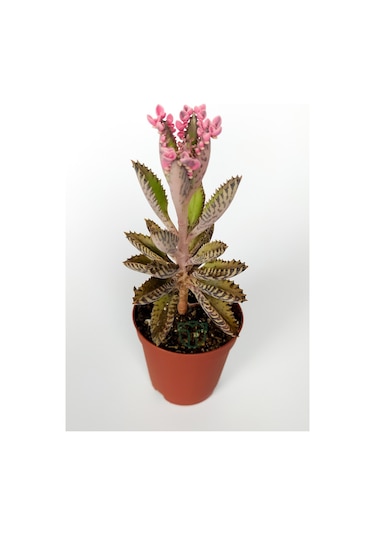 Aşkın Gözyaşları Çiçeği Kalanchoe Daigremontiana Pembe 5.5 Cm Sak