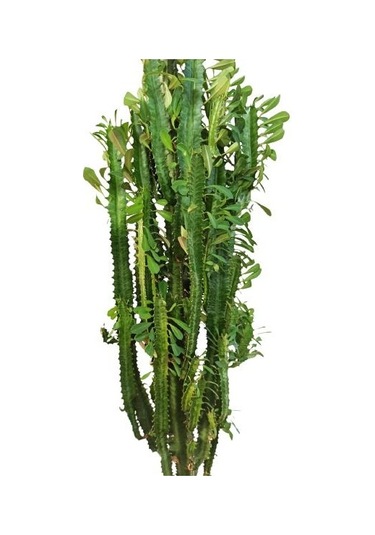 Euphorbia Trigona Süt Ağacı Kaktüsü 170 Cm