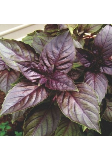 Bykurt Sunagri Mor Reyhan Tohumu - Aromatik Mor Renkli Bahçeler İçin Çekici Ve Lezzetli Mor Reyhan Tohumu