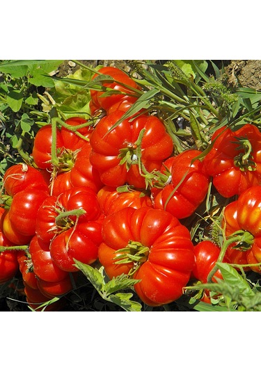Bykurt Sunagri Köy Domatesi Tohumu - Gerçek Köy Lezzeti Kalın Kabuklu Uzun Hasat Süreli Köy Domatesi Tohumu