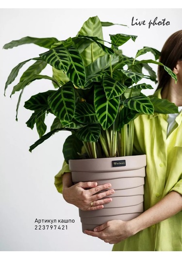 La Decoro İç Mekan Çiçekleri İçin Saksı, Çiçek Saksısı, Saksı 229893215