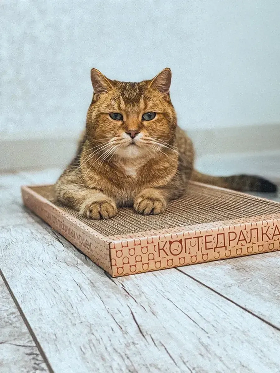 Kogtedralka Kedi Pençeleri İçin Kına Çoraplı Karton Yer Tipi Pençe Törpüsü 23790697