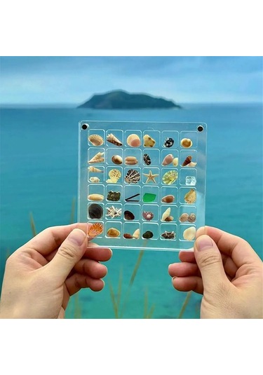 Akrilik Manyetik Deniz Kabuğu Gösterim Kutusu, Izgara Şeffaf Akrilik Deniz Kabuğu, F