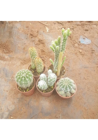 5 Adet Farklı Kaktüs Pakedi, 5.5 Cm Saksıda 1 Adet