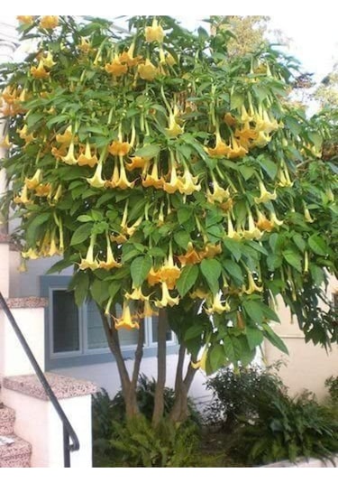 Sarı Angel Trumpet Tohumu Ekim Seti 3 Tohum Meleklerin Borozanı Tohumu Saksı Toprak Kombin