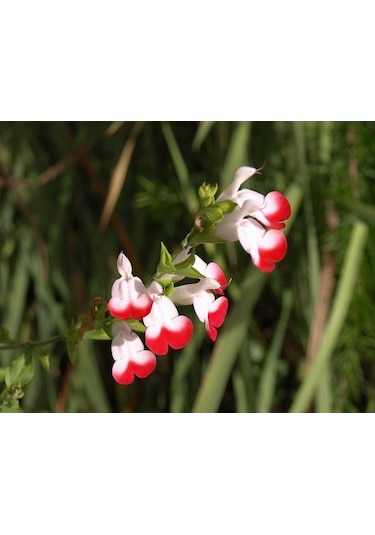 Süs Adaçayı - Salvia Microphylla 'Hot Lips' 3'lü Set
