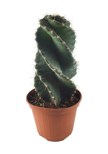 Cereus Forbesii 'Spiralis' (Kaktüs) Ø10.5 CM Y15-20 CM