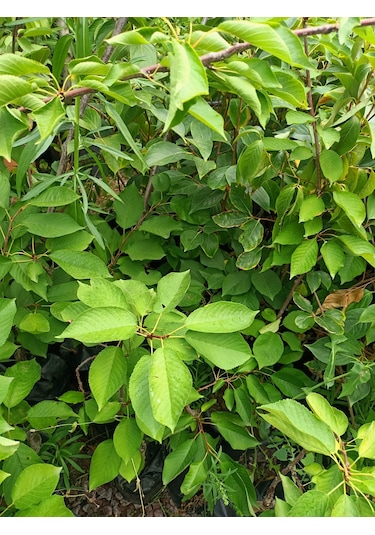 Yeşil Deniz Fidancılık Tüplü Regina Kiraz Fidanı 100-150 Cm