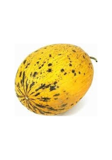 50 Adet Tohum Nadir Sarı Kırkağaç Olgun Kavun Tohumu Hobi Bahçe Kavun Hediye Tohumlu