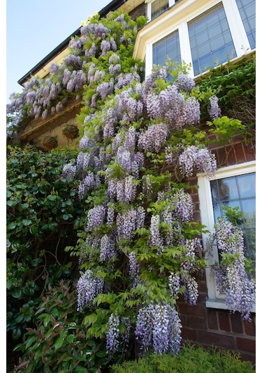 Göz Alıcı Çin Mor Salkım Fidanı 15-25 Cm,