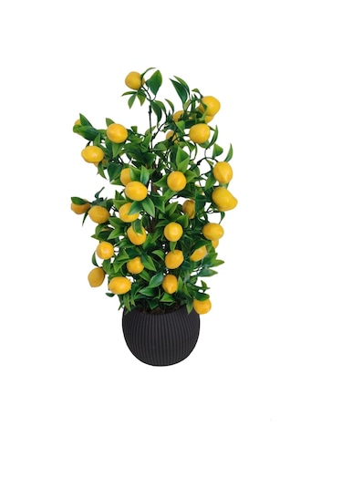 Limon Ağacı Mutfak Süsü 50 Cm Antrasit Saksıda
