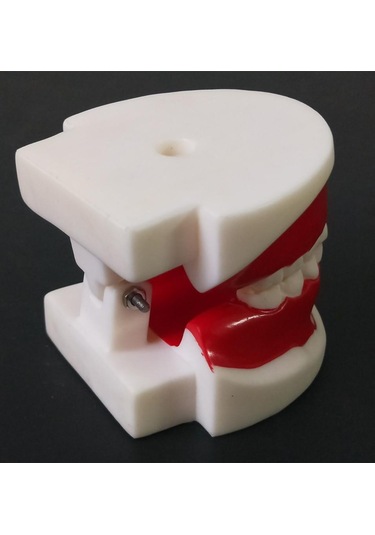 1 Adet Çocuklar İçin Diş Eğitim Modeli/Standart Diş Çocuk Diş Modeli Çocuk Diş Diş Modeli Öğretim Eğitim Ağız Bakımı 1 Pc For 6-9 Years Old