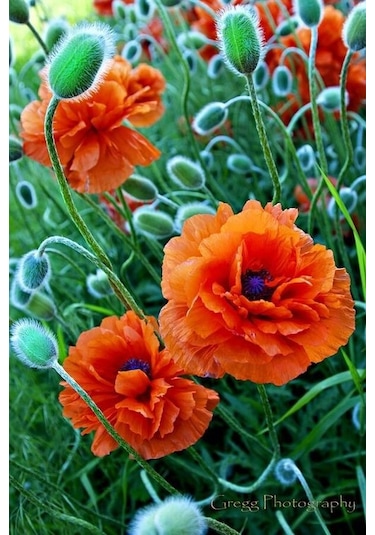 Turuncu Gelincik Çiçeği Tohumu Doğal 30 Tohum