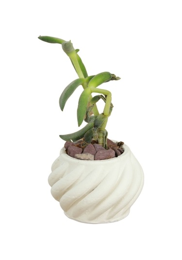 Dekoratif Saksı Minik Kaktüs Saksısı 1 Adet Kalın Çizgili Spiral Model - Beyaz