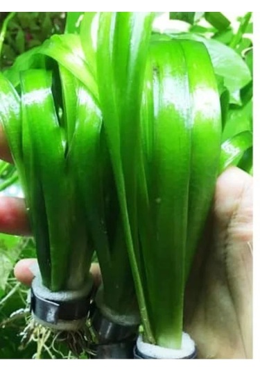 Dev Saz 1 Bağ Akvaryum Bitkisi, Canlı Ve Sağlıklı Bitkiler -