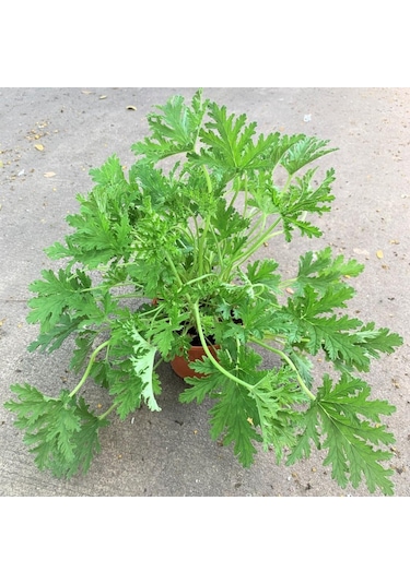 Mis Kokulu Itır Fidanı miniboy