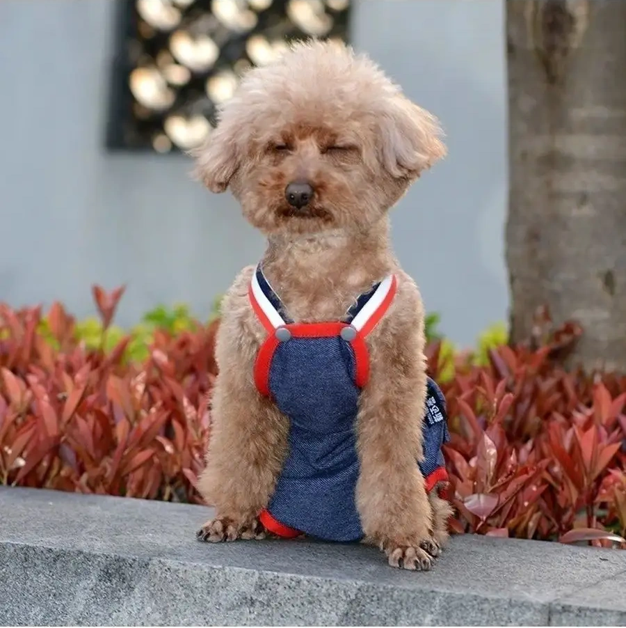 Best Golden Monkey Köpekler İçin Boxer Şortları 35593528