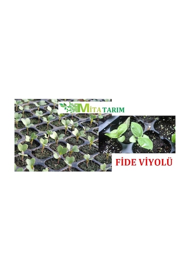 Fide Viyol 10 Adet, 50 Gözlü, Fide Viyolleri, Fide Viyolü (307010780)