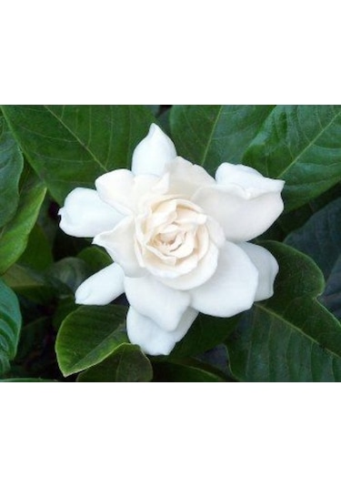 Gardenya (Saksıda 3Lü Dikim Ithal) Kokulu Cicek Fidanı