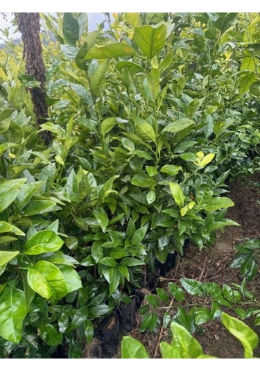 3 Yaş Yafa Portakal Boy 150-170 Cm