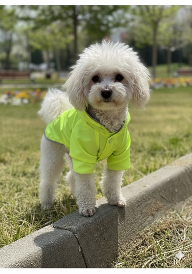 Patilinka Kedi Köpek Kışlık Kıyafet Yeşil Kapüşonlu Yağmurluk