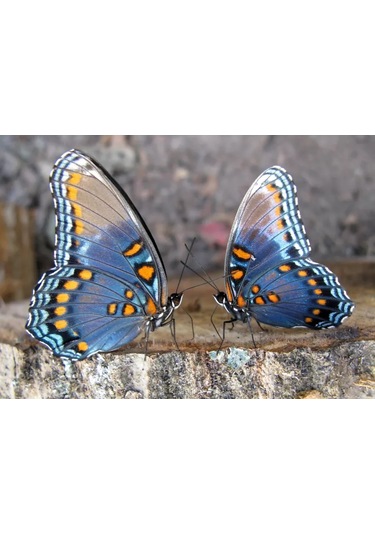 Gregorange Dekoratif 3d Kelebekler 48 Adet, İç Mekan Çıkartmaları, 225300146 Yeşil