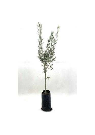 Zeytin Fidanı 2 Yaş 70-80 Cm Bol Verimli