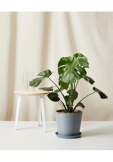 Deve Tabanı Monstera - Hediyelik Ev Ofis Bitkisi