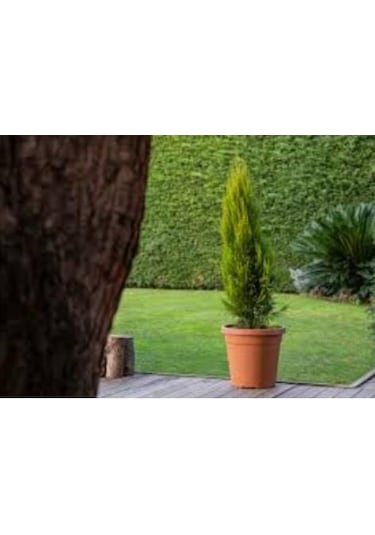 Omnipazar So-vhs7 Dekoratif Vaha Saksı İç Ve Dış Mekan 31 Litre No 7